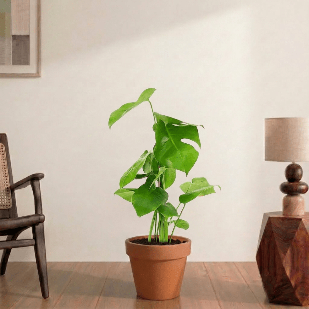 Swiss Cheese Plant (Monstera deliciosa) - Bostan