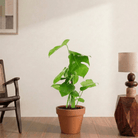 Swiss Cheese Plant (Monstera deliciosa) - Bostan
