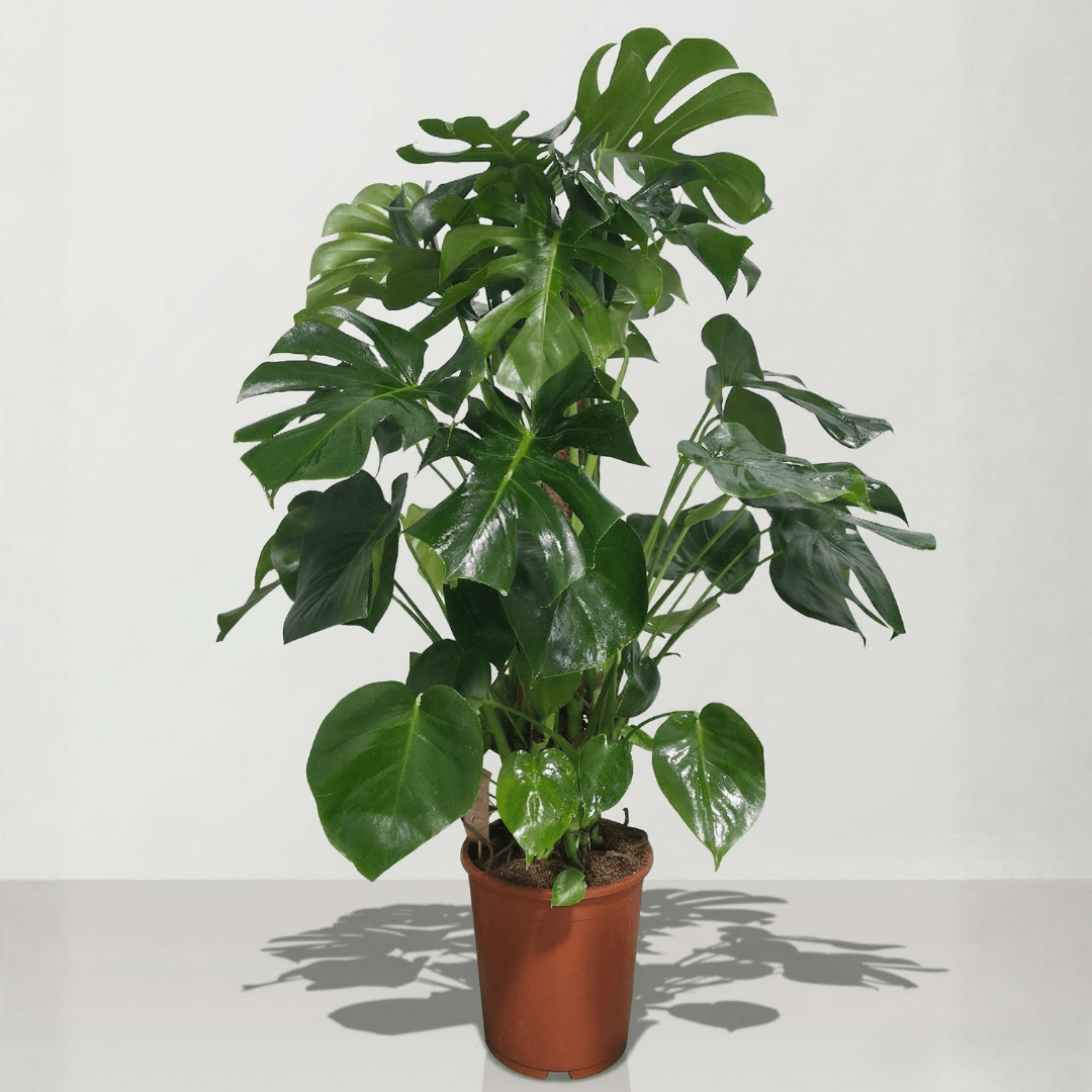 Swiss Cheese Plant (Monstera deliciosa) - Bostan