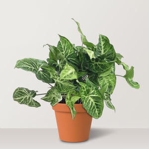 Syngonium podophyllum - Bostan Al Jazeera