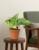 Syngonium podophyllum - Bostan