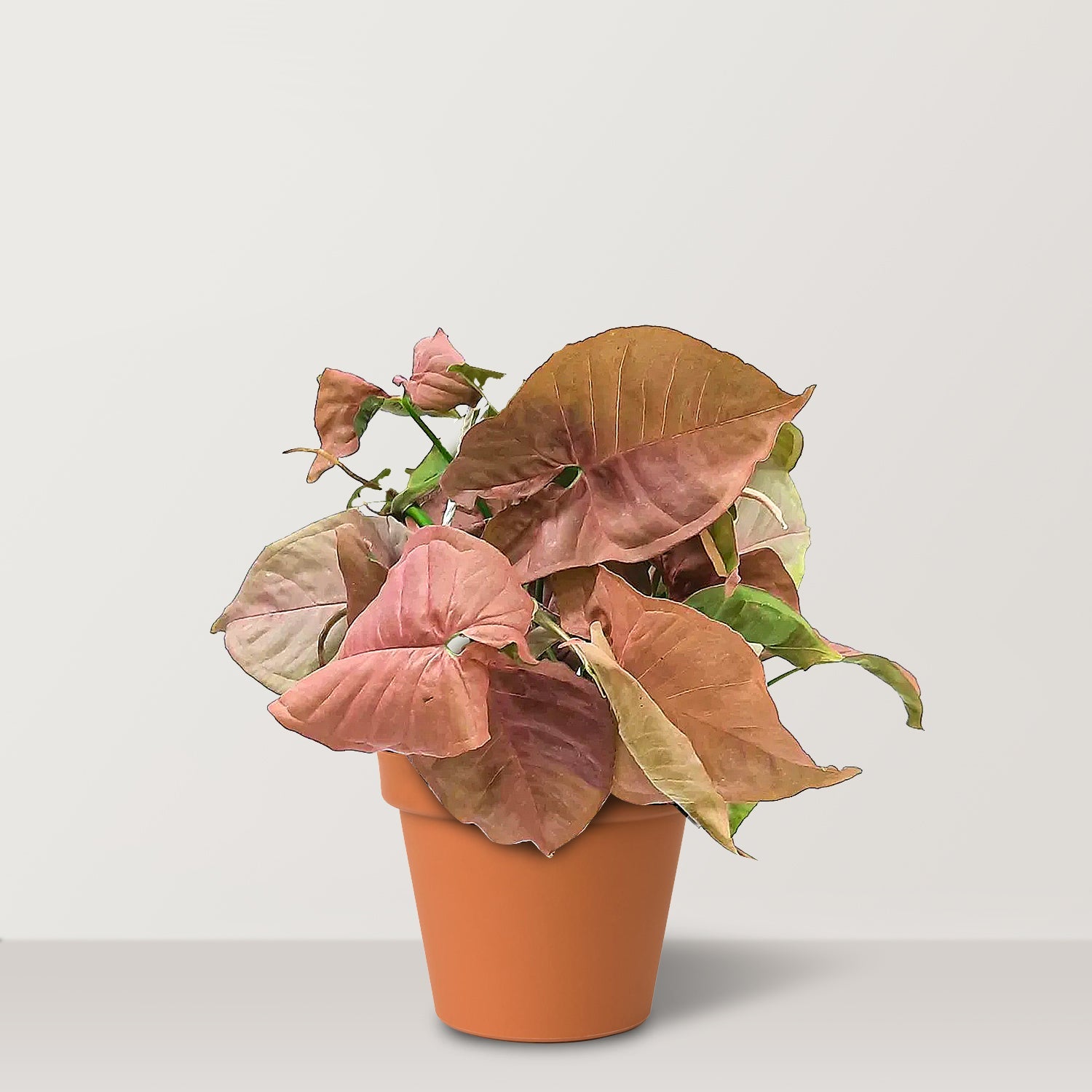 Syngonium podophyllum - Bostan Al Jazeera