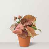 Syngonium podophyllum - Bostan Al Jazeera