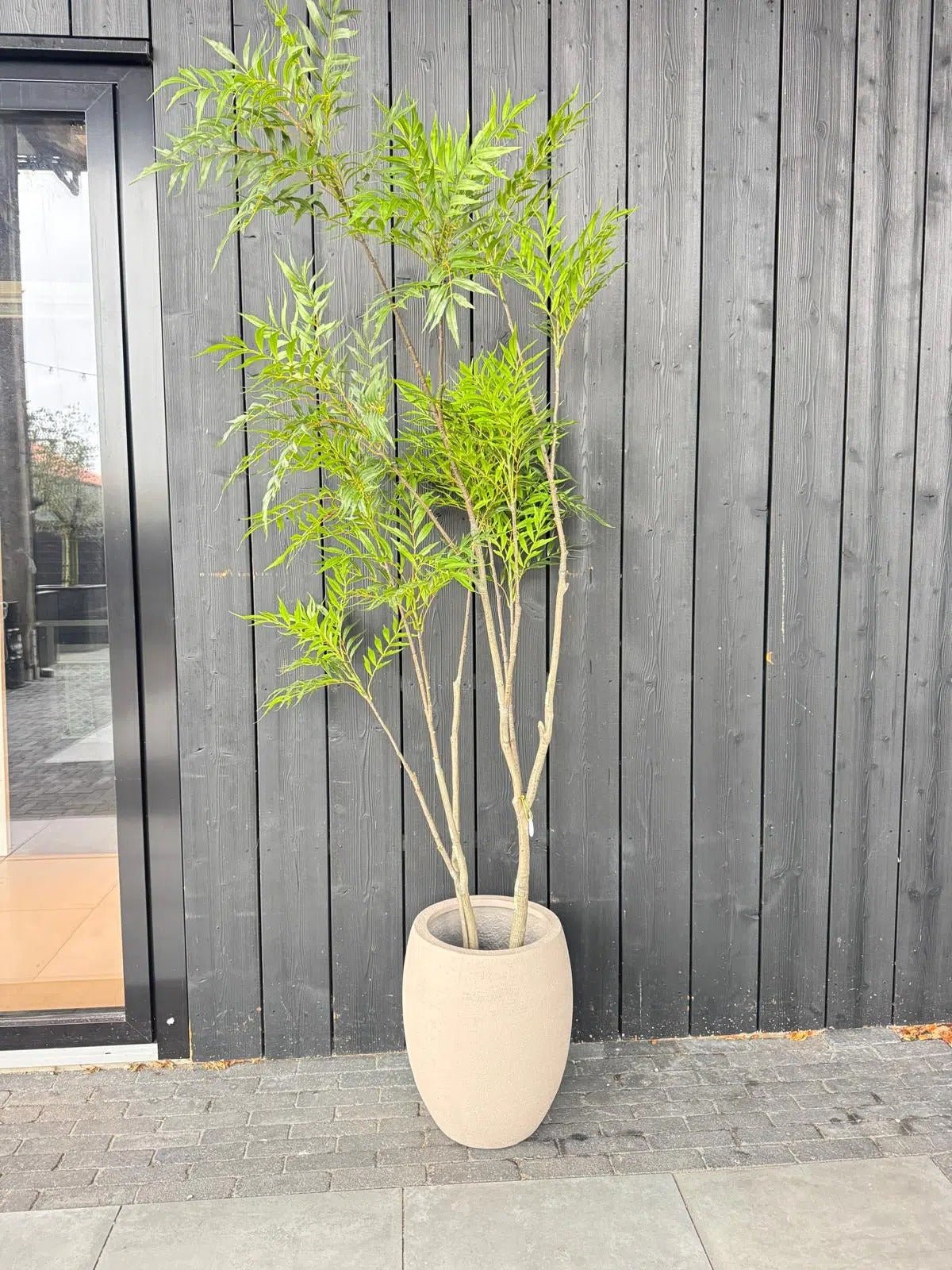 Terreno Tall Balloon - Bostan Al Jazeera