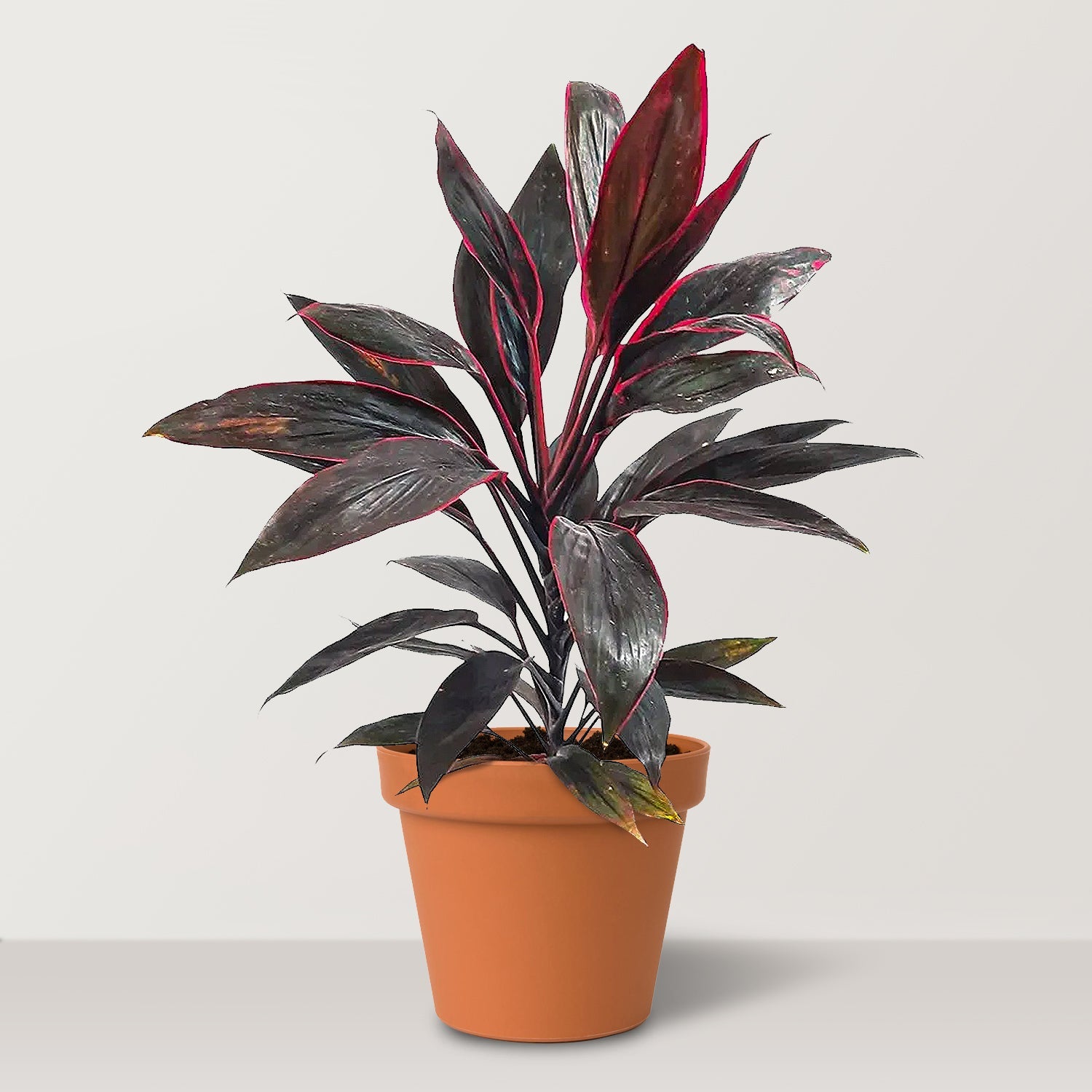 Ti Plant (Cordyline Fruticosa Glauca Red) - Bostan Al Jazeera