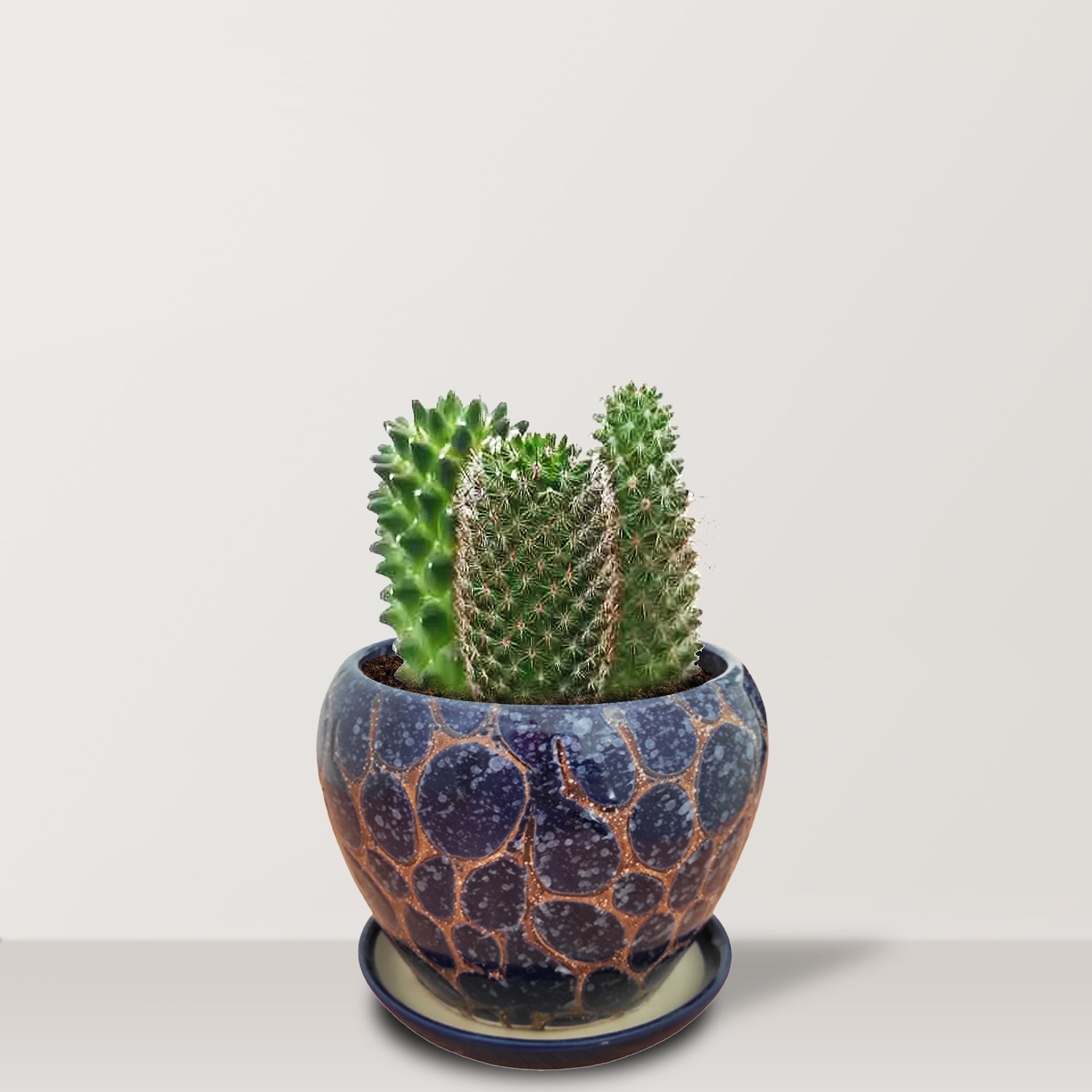 Triplets - Bostan Al Jazeera