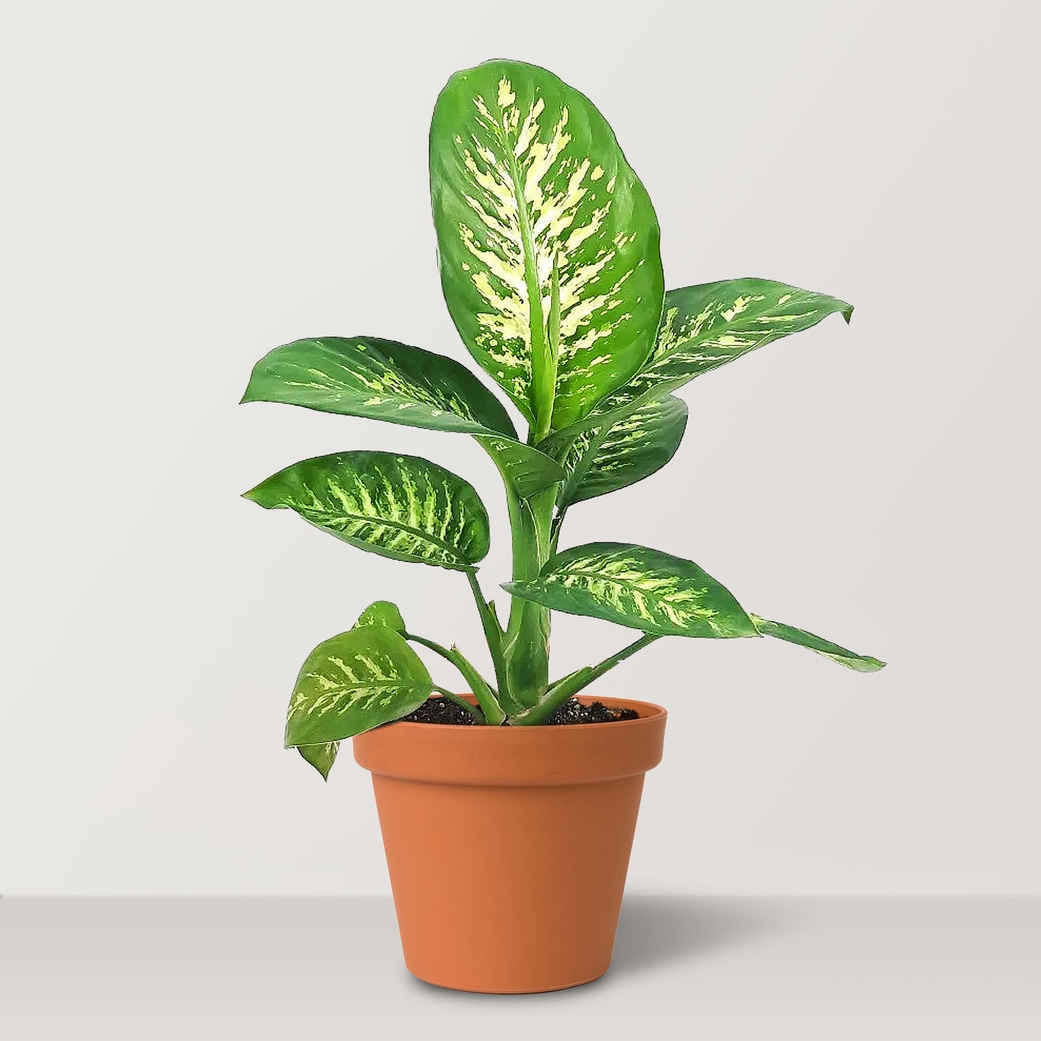 Tropic Snow (Dieffenbachia) - Bostan Al Jazeera