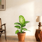 Tropic Snow (Dieffenbachia) - Bostan