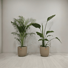 Tropical Two - Bostan Al Jazeera