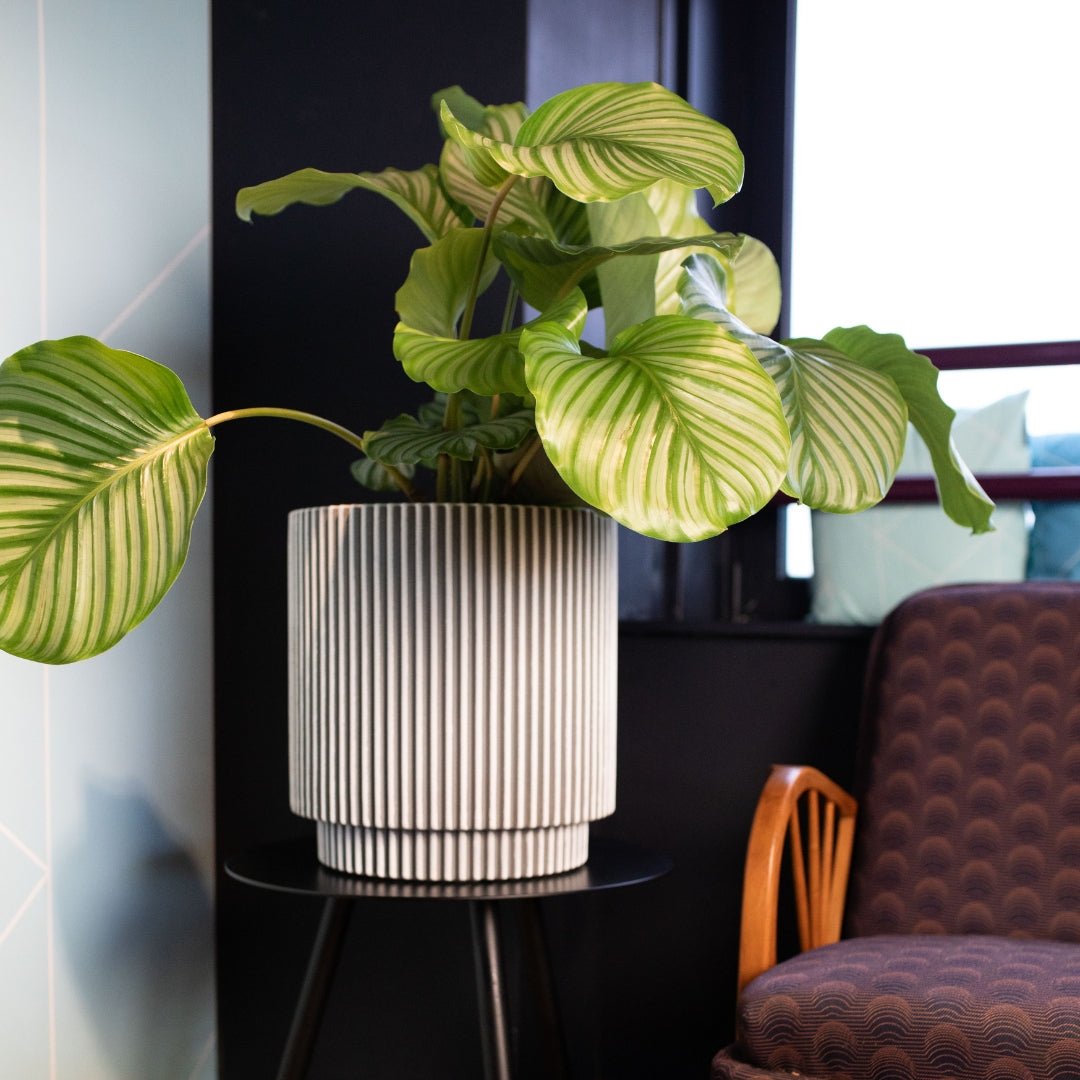 Vase Cylinder Groove NL - Bostan Al Jazeera