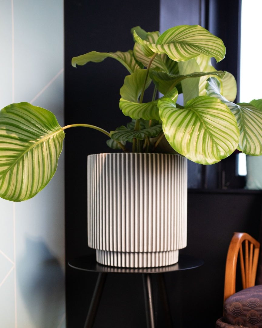 Vase Cylinder Groove NL - Bostan Al Jazeera