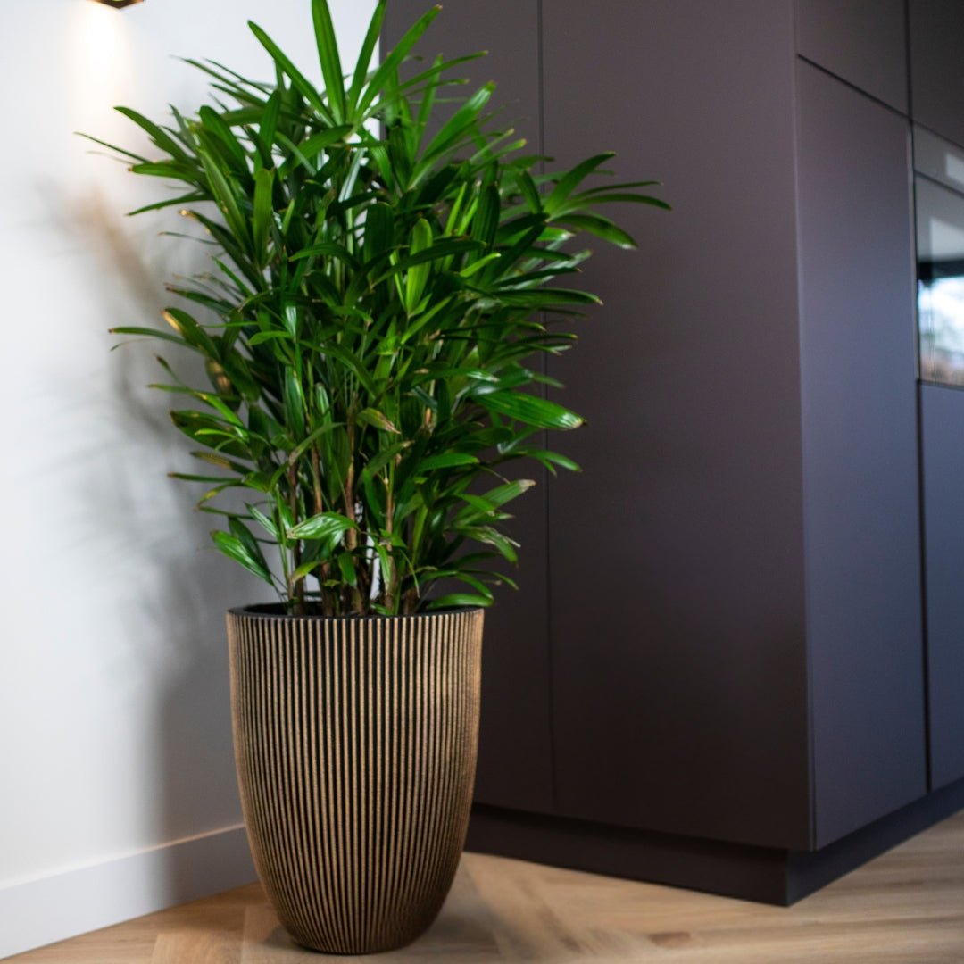 Vase Elegant Low Groove NL - Bostan Al Jazeera