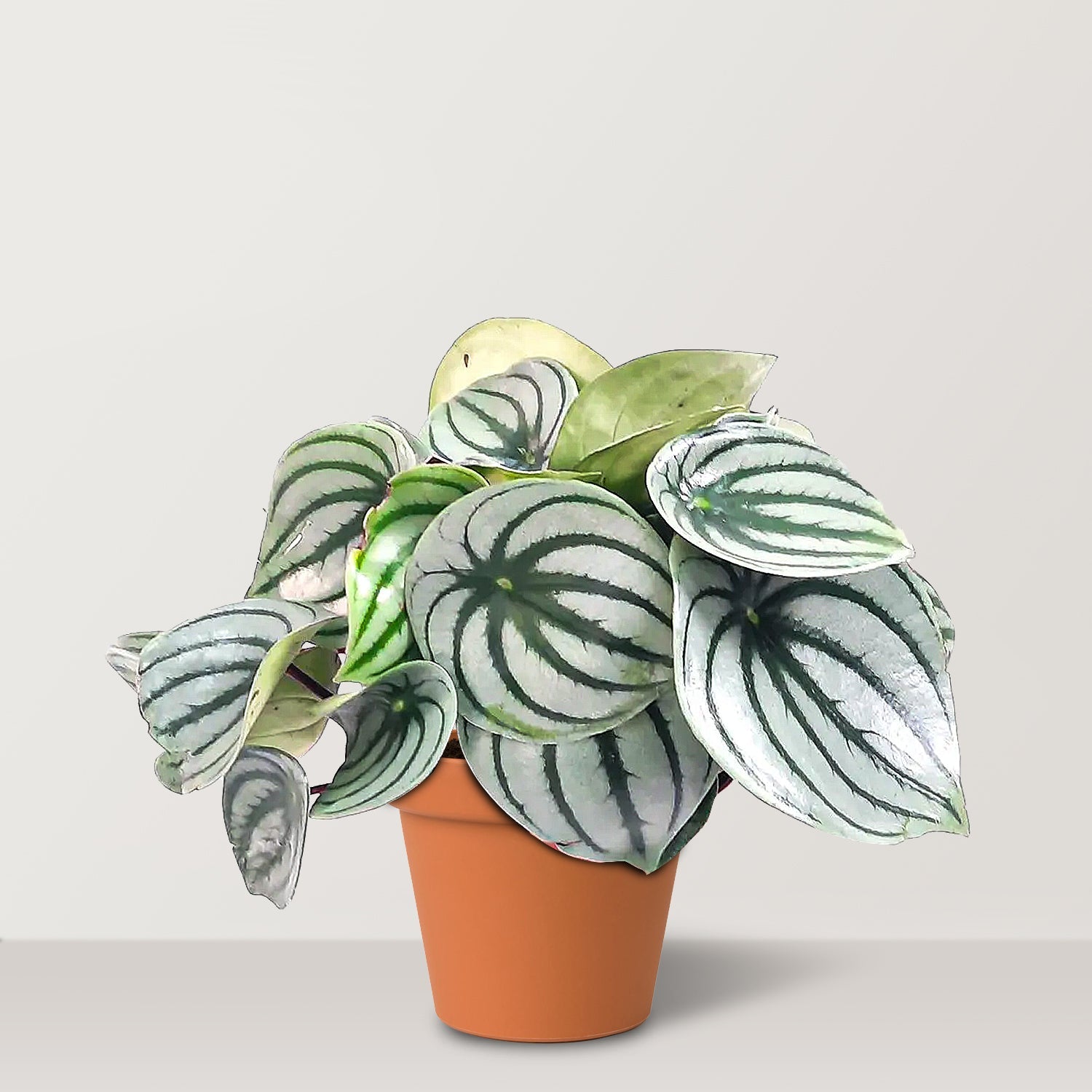 Watermelon Peperomia (Peperomia argyreia) - Bostan Al Jazeera