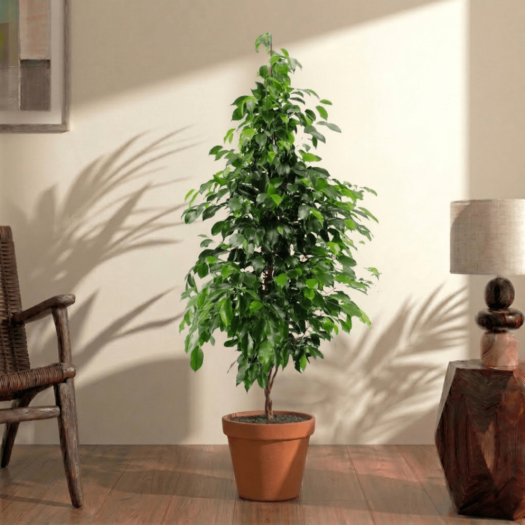 Weeping Fig (Ficus benjamina) - Bostan