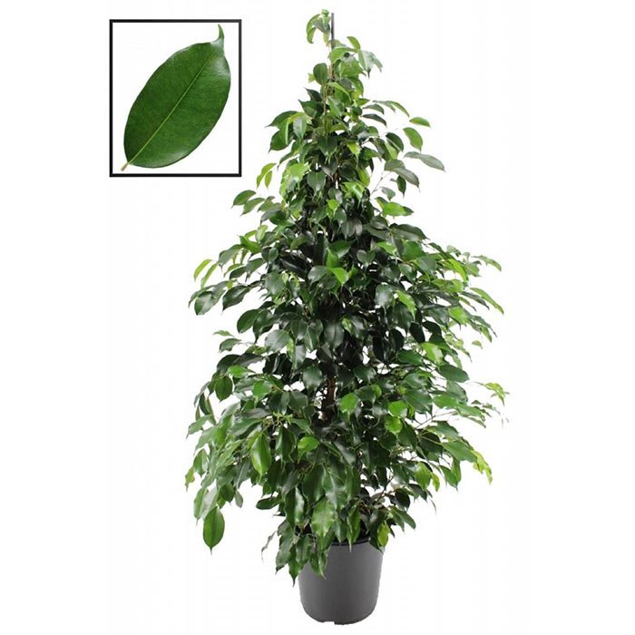 Weeping Fig (Ficus benjamina) - Bostan Al Jazeera