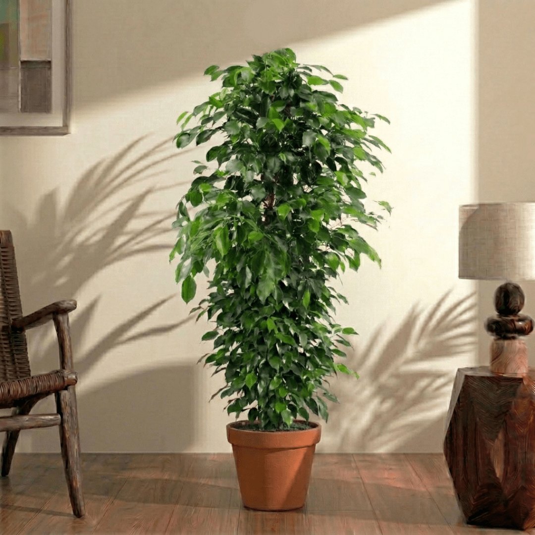 Weeping Fig (Ficus benjamina) - Bostan