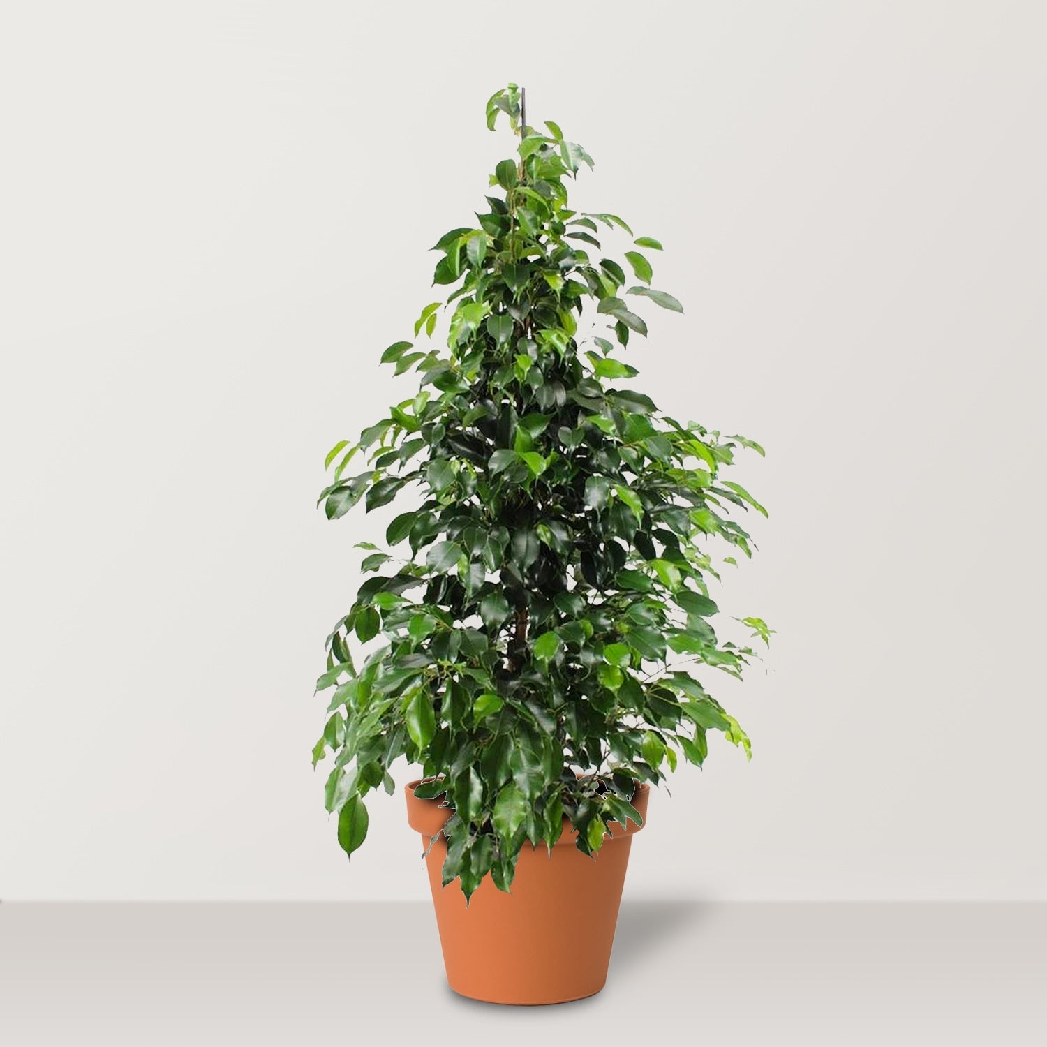 Weeping Fig (Ficus benjamina) - Bostan Al Jazeera