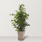 Weeping Fig (Ficus benjamina Exotica) with Plastic Pot - Bostan Al Jazeera