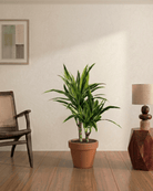 White Stripes (Dracaena Dermensis Warenki) - Bostan