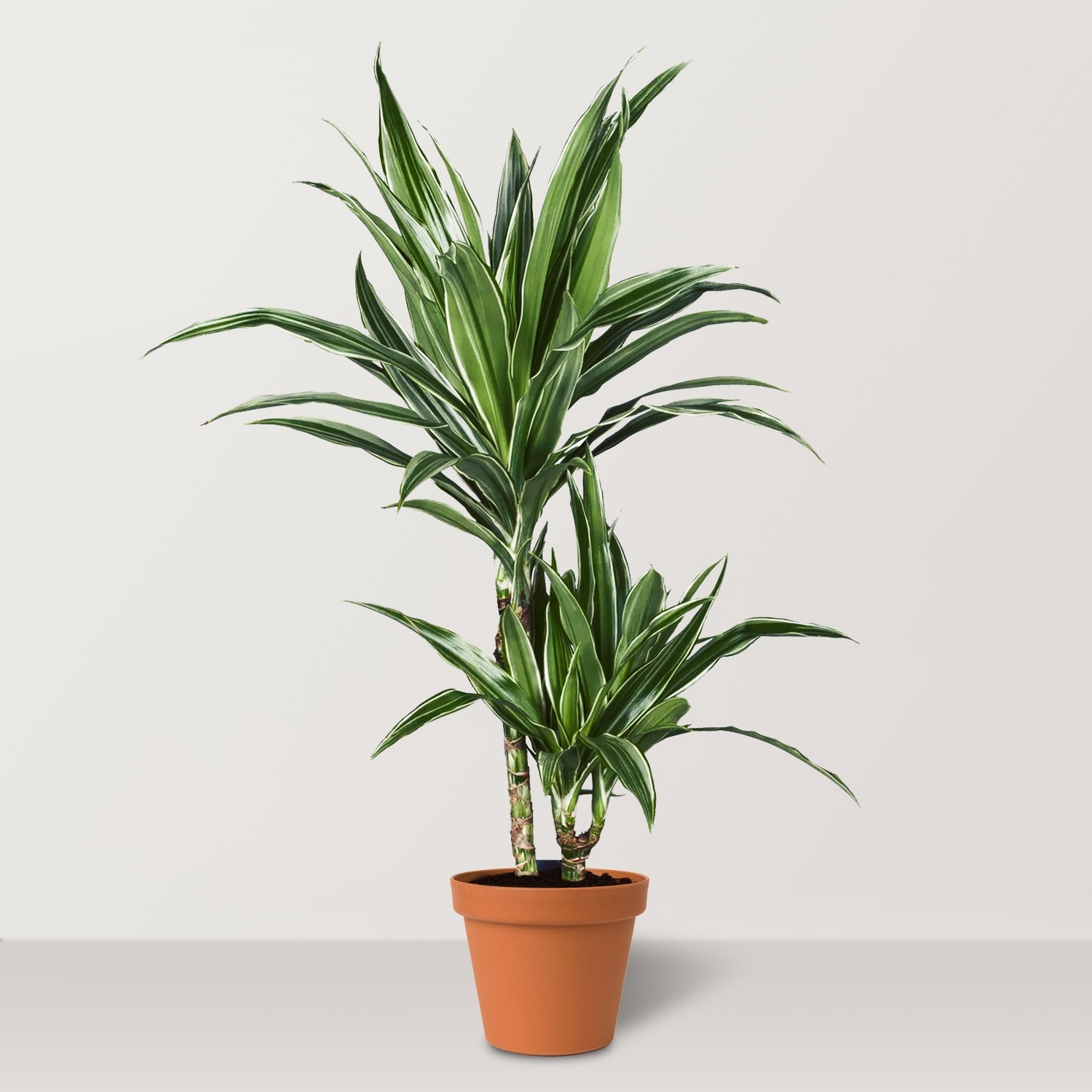 White Stripes (Dracaena Dermensis Warenki) - Bostan Al Jazeera