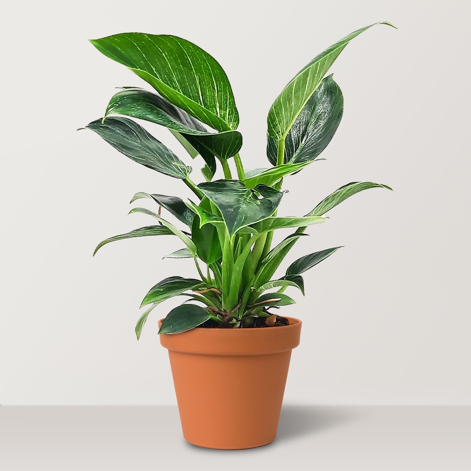 White Wave (Philodendron 'White Wave') - Bostan Al Jazeera