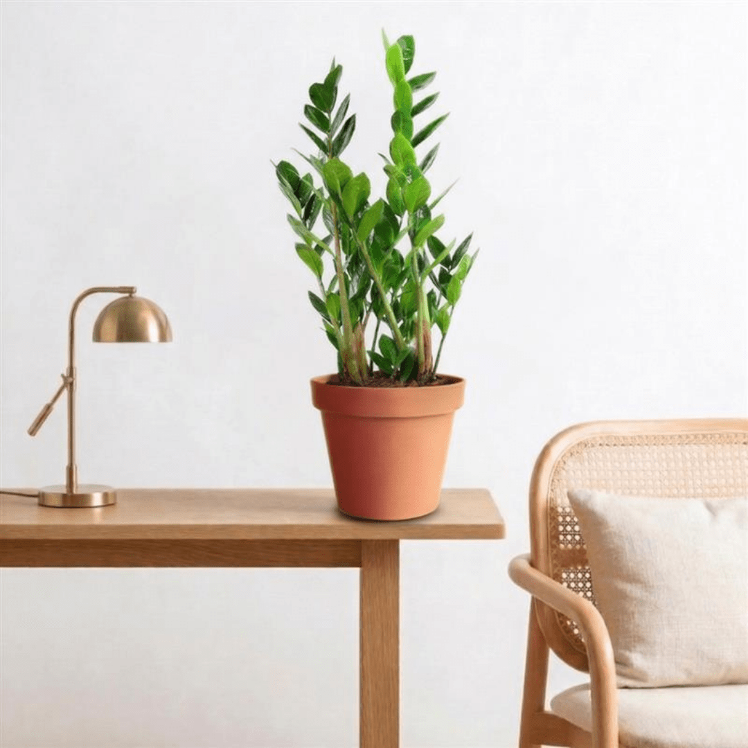ZZ Plant (Zamioculcas zamiifolia) - Bostan