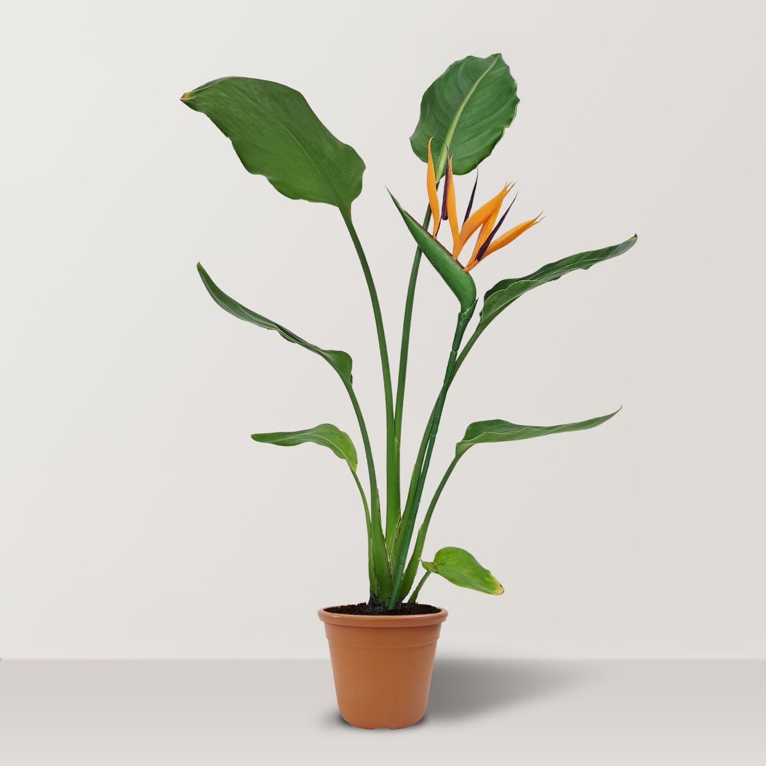 Bird of Paradise Plant (Strelitzia nicolai) - Bostan Al Jazeera