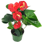 Flamingo lily (Anthurium Andraeanum) - Bostan Al Jazeera