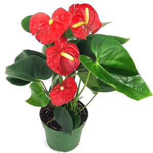 Flamingo lily (Anthurium Andraeanum) - Bostan Al Jazeera