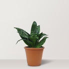 Mini Sansevieria trifasciata - Bostan Al Jazeera