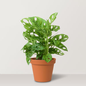 Monkey mask (Monstera adansonii) - Bostan Al Jazeera