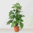 Monkey mask (Monstera adansonii) - Bostan Al Jazeera