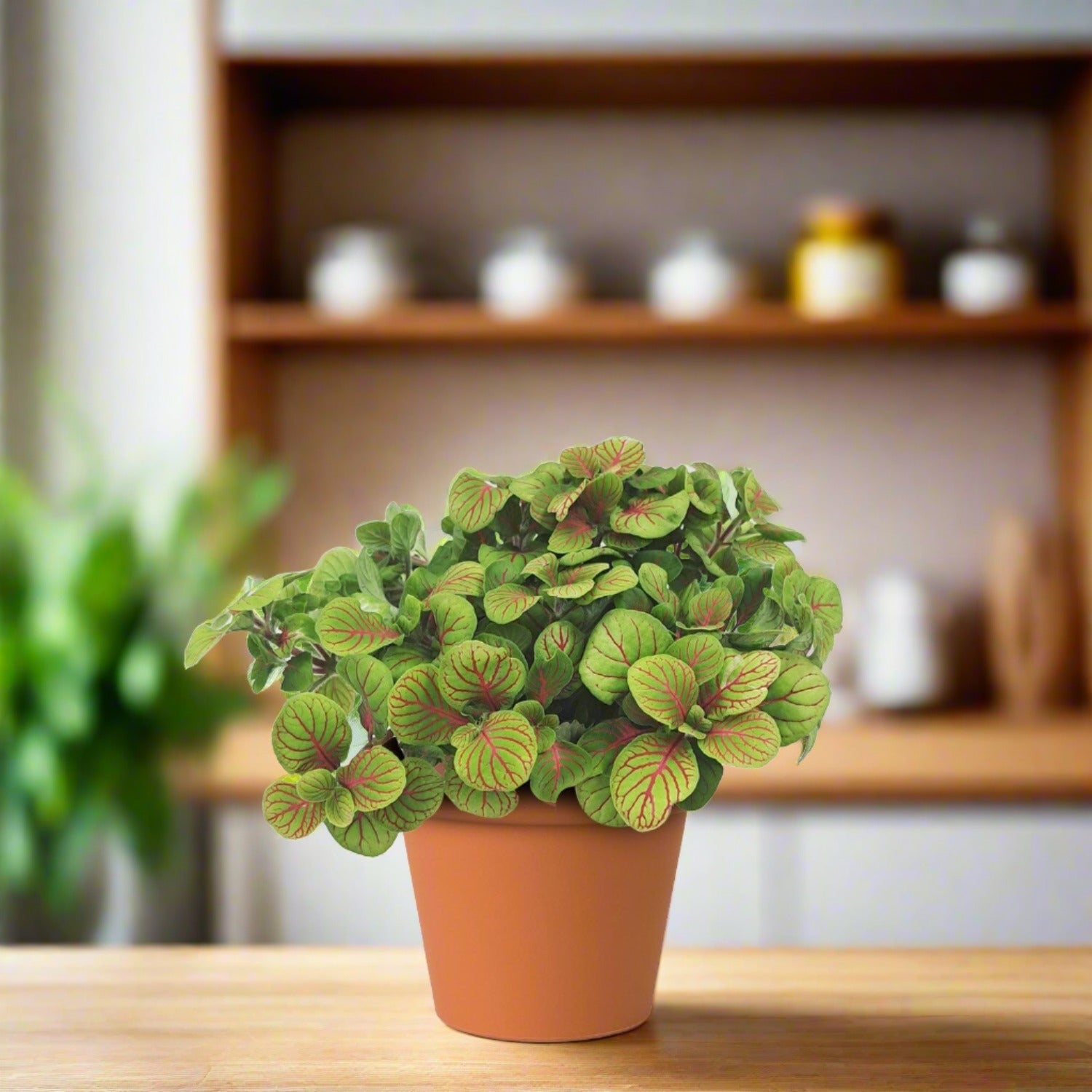 Nerve Plant (Fittonia Albevenis) - Bostan Al Jazeera