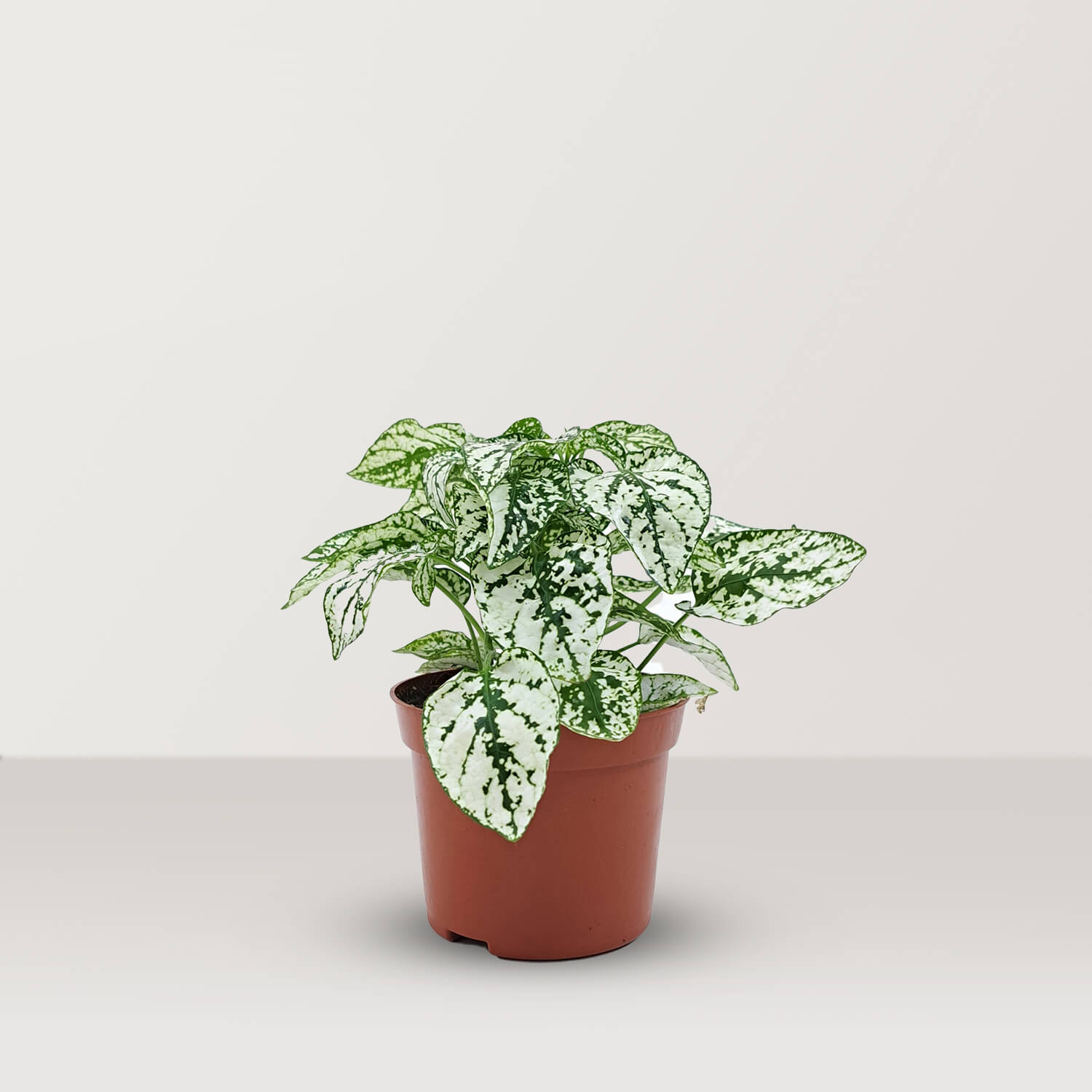 Polka Dot Plant (Hypoestes phyllostachya) - Bostan Al Jazeera