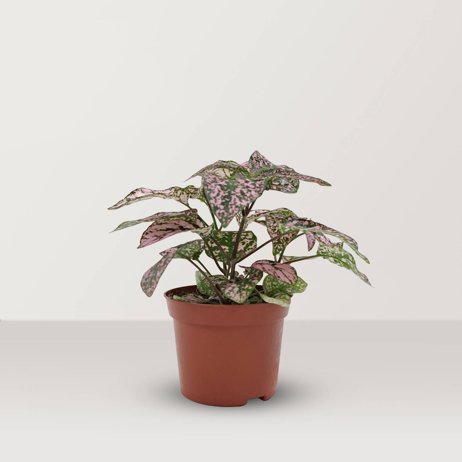 Polka Dot Plant (Hypoestes phyllostachya) - Bostan Al Jazeera