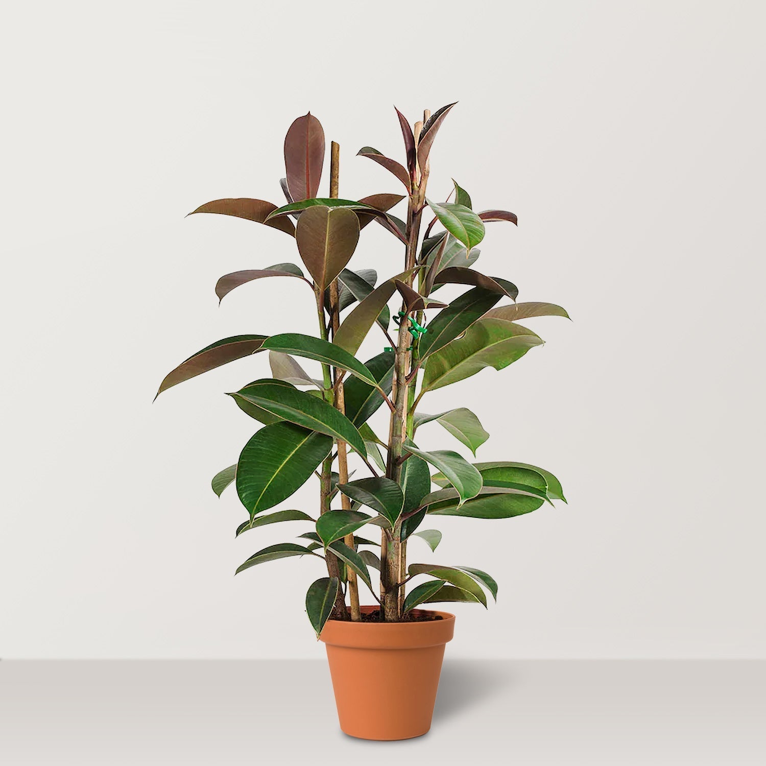 Rubber Plant (Ficus elastica Robusta) - Bostan Al Jazeera