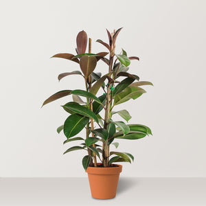 Rubber Plant (Ficus elastica Robusta) - Bostan Al Jazeera